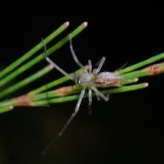 Thomisidae (family) at Brunswick Heads, NSW - 28 Sep 2023 by coddiwompler