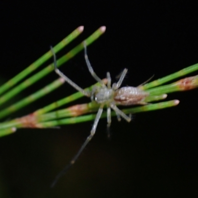 Thomisidae (family) at Brunswick Heads, NSW - 28 Sep 2023 by coddiwompler