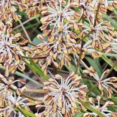 Lomandra multiflora (Many-flowered Matrush) at Belconnen, ACT - 15 Oct 2023 by sangio7