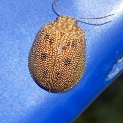 Paropsis atomaria (Eucalyptus leaf beetle) at Molonglo River Reserve - 17 Oct 2023 by SteveBorkowskis