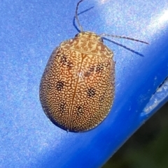 Paropsis atomaria at Belconnen, ACT - 17 Oct 2023 12:29 PM