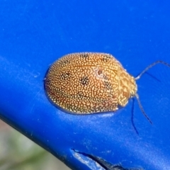 Paropsis atomaria at Belconnen, ACT - 17 Oct 2023 12:29 PM