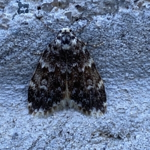 Halone coryphoea at Mitchell, ACT - 17 Oct 2023 07:30 AM