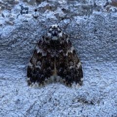 Halone coryphoea at Mitchell, ACT - 17 Oct 2023 07:30 AM