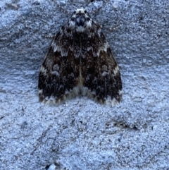 Halone coryphoea at Mitchell, ACT - 17 Oct 2023 07:30 AM