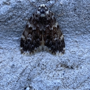 Halone coryphoea at Mitchell, ACT - 17 Oct 2023 07:30 AM