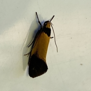 Echinocosma catachrysa at Belconnen, ACT - 17 Oct 2023