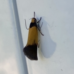 Echinocosma catachrysa at Belconnen, ACT - 17 Oct 2023