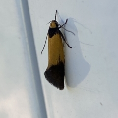 Echinocosma catachrysa at Belconnen, ACT - 17 Oct 2023