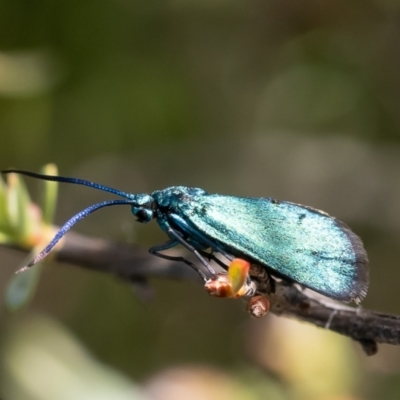 Pollanisus (genus) (A Forester Moth) at Canberra Central, ACT - 17 Oct 2023 by Roger