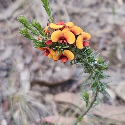 Dillwynia sericea (Egg And Bacon Peas) at Belconnen, ACT - 15 Oct 2023 by sangio7