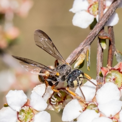 Cerceris sp. (genus) (Unidentified Cerceris wasp) at Belconnen, ACT - 17 Oct 2023 by Roger