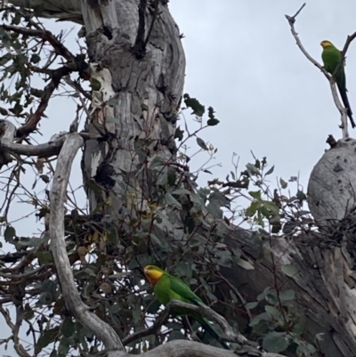 Polytelis swainsonii (Superb Parrot) at Hughes, ACT - 15 Oct 2023 by KL