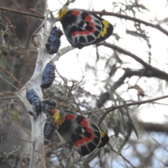 Delias harpalyce (Imperial Jezebel) at Acton, ACT - 17 Oct 2023 by HelenCross