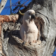 Cacatua galerita at Kambah, ACT - 17 Oct 2023