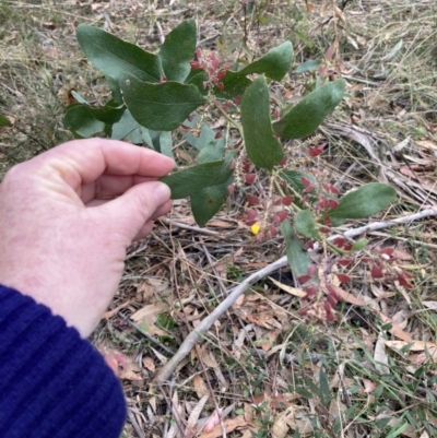Daviesia latifolia (Hop Bitter-Pea) at Wingello, NSW - 17 Oct 2023 by Baronia