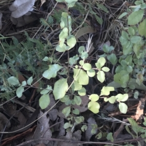 Pittosporum tenuifolium at Lawson, ACT - 1 Oct 2023