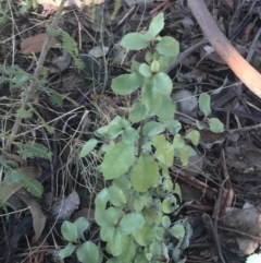 Pittosporum tenuifolium at Lawson, ACT - 1 Oct 2023