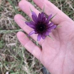 Tragopogon porrifolius subsp. porrifolius (Salsify, Oyster Plant) at Bundanoon, NSW - 17 Oct 2023 by Baronia