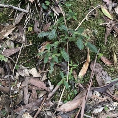 Unidentified Other Tree at Upper Kangaroo Valley, NSW - 12 Sep 2023 by Baronia