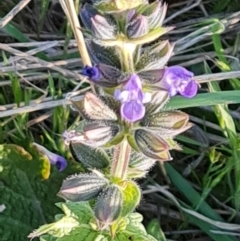 Salvia verbenaca var. verbenaca (Wild Sage) at Jerrabomberra, ACT - 17 Oct 2023 by Mike