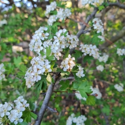 Crataegus monogyna (Hawthorn) at Jerrabomberra, ACT - 17 Oct 2023 by Mike