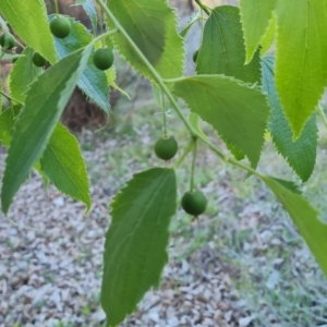 Celtis australis at Jerrabomberra, ACT - 17 Oct 2023 05:17 PM