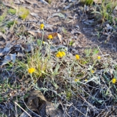 Chrysocephalum apiculatum (Common Everlasting) at Jerrabomberra, ACT - 17 Oct 2023 by Mike