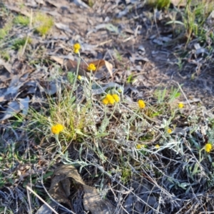 Chrysocephalum apiculatum at Jerrabomberra, ACT - 17 Oct 2023 05:03 PM