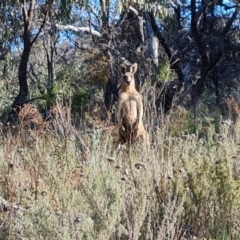 Macropus giganteus (Eastern Grey Kangaroo) at Isaacs Ridge - 17 Oct 2023 by Mike