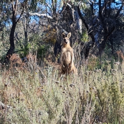 Macropus giganteus (Eastern Grey Kangaroo) at Jerrabomberra, ACT - 17 Oct 2023 by Mike