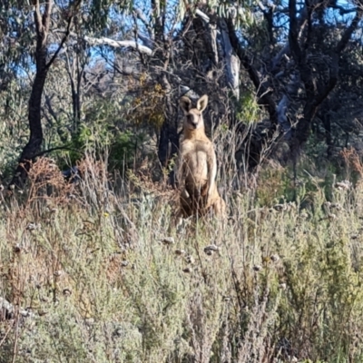 Macropus giganteus (Eastern Grey Kangaroo) at Isaacs Ridge - 17 Oct 2023 by Mike