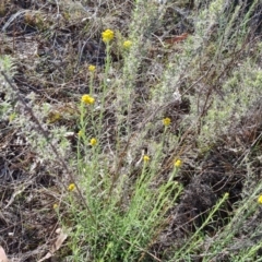 Chrysocephalum semipapposum (Clustered Everlasting) at Jerrabomberra, ACT - 17 Oct 2023 by Mike