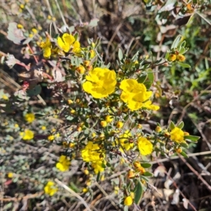 Hibbertia obtusifolia at Jerrabomberra, ACT - 17 Oct 2023