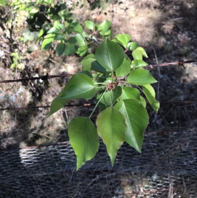 Pyrus ussuriensis (Manchurian Pear) at Lawson North Grasslands - 1 Oct 2023 by rainer