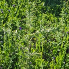 Carthamus lanatus (Saffron Thistle) at Jerrabomberra, ACT - 17 Oct 2023 by Mike