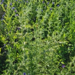 Carthamus lanatus at Jerrabomberra, ACT - 17 Oct 2023