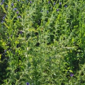 Carthamus lanatus at Jerrabomberra, ACT - 17 Oct 2023