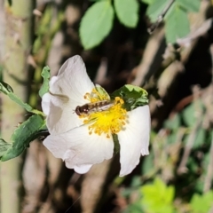 Melangyna viridiceps (Hover fly) at Jerrabomberra, ACT - 17 Oct 2023 by Mike