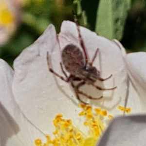 Araneinae (subfamily) at Jerrabomberra, ACT - 17 Oct 2023