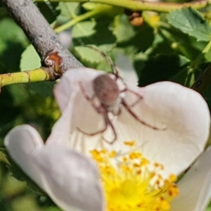 Araneinae (subfamily) at Jerrabomberra, ACT - 17 Oct 2023