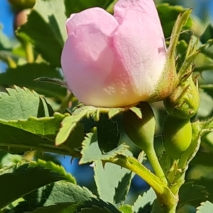 Rosa canina at Jerrabomberra, ACT - 17 Oct 2023