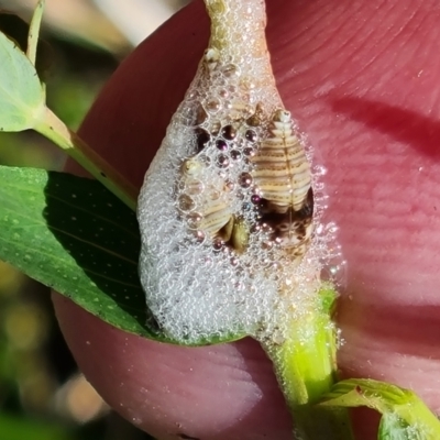 Cercopidae (family) (Unidentified spittlebug or froghopper) at Jerrabomberra, ACT - 17 Oct 2023 by Mike