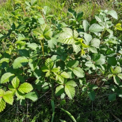 Rubus anglocandicans (Blackberry) at Jerrabomberra, ACT - 17 Oct 2023 by Mike