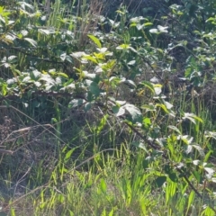 Rubus anglocandicans at Jerrabomberra, ACT - 17 Oct 2023