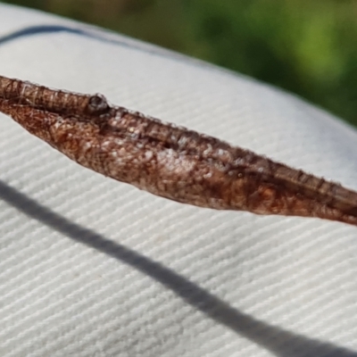 Nolinae immature moth at Jerrabomberra, ACT - 17 Oct 2023 by Mike