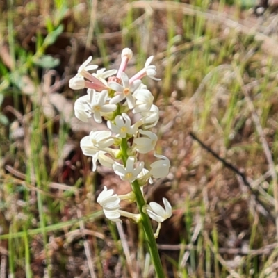 Stackhousia monogyna (Creamy Candles) at Jerrabomberra, ACT - 17 Oct 2023 by Mike