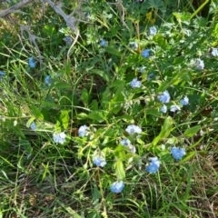 Myosotis laxa subsp. caespitosa (Water Forget-me-not) at Isaacs Ridge - 17 Oct 2023 by Mike