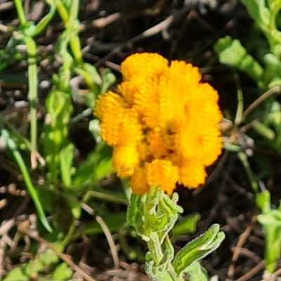 Chrysocephalum apiculatum (Common Everlasting) at Isaacs Ridge - 17 Oct 2023 by Mike