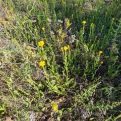 Chrysocephalum apiculatum at Jerrabomberra, ACT - 17 Oct 2023 03:47 PM